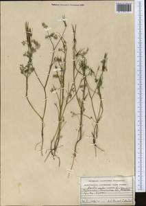 Scandix pecten-veneris L., Middle Asia, Western Tian Shan & Karatau (M3) (Uzbekistan)