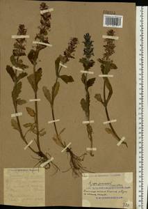 Ajuga genevensis L., Eastern Europe, South Ukrainian region (E12) (Ukraine)