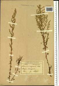 Artemisia scoparia Waldst. & Kit., Siberia, Baikal & Transbaikal region (S4) (Russia)