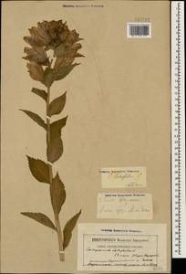 Campanula latifolia L., Caucasus, Armenia (K5) (Armenia)