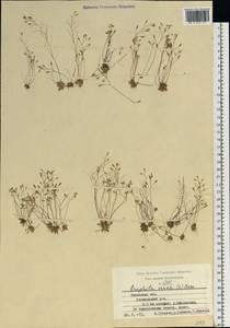 Draba verna L., Eastern Europe, Central region (E4) (Russia)