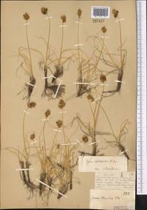 Carex subphysodes Popov ex V.I.Krecz., Middle Asia, Muyunkumy, Balkhash & Betpak-Dala (M9) (Kazakhstan)