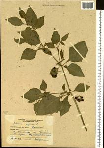 Solanum nigrum L., Siberia, Russian Far East (S6) (Russia)