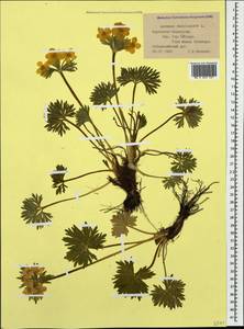 Anemonastrum narcissiflorum subsp. fasciculatum (L.) Raus, Caucasus, Stavropol Krai, Karachay-Cherkessia & Kabardino-Balkaria (K1b) (Russia)