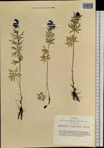 Aconitum glandulosum Rapaics, Siberia, Altai & Sayany Mountains (S2) (Russia)