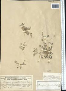 Astragalus filicaulis Kar. & Kir., Middle Asia, Syr-Darian deserts & Kyzylkum (M7) (Kazakhstan)
