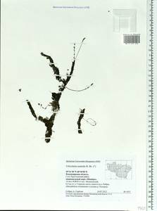 Utricularia ×australis R. Br., Eastern Europe, Central region (E4) (Russia)