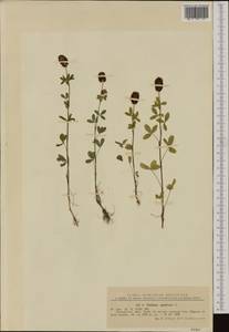 Trifolium spadiceum L., Western Europe (EUR) (Romania)