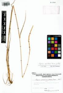 Elymus dahuricus Griseb., Siberia, Altai & Sayany Mountains (S2) (Russia)