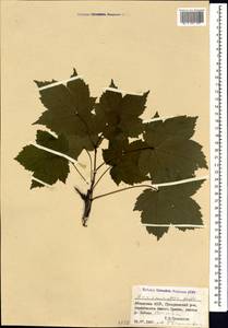 Acer heldreichii subsp. trautvetteri (Medvedev) A. E. Murray, Caucasus, Abkhazia (K4a) (Abkhazia)