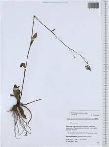 Hieracium korshinskyi Zahn, Siberia, Baikal & Transbaikal region (S4) (Russia)