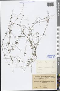 Galium uliginosum L., Eastern Europe, Moscow region (E4a) (Russia)