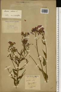 Hesperis sibirica L., Eastern Europe, Eastern region (E10) (Russia)