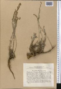 Artemisia compacta Fisch. ex Besser, Middle Asia, Northern & Central Tian Shan (M4) (Kazakhstan)