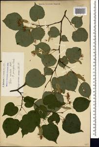 Tilia cordata Mill., Caucasus, Armenia (K5) (Armenia)