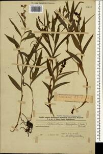 Cephalanthera longifolia (L.) Fritsch, Caucasus, Azerbaijan (K6) (Azerbaijan)