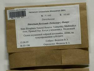 Flexitrichum flexicaule (Schwägr.) Ignatov & Fedosov, Bryophytes, Bryophytes - Krasnoyarsk Krai, Tyva & Khakassia (B17) (Russia)