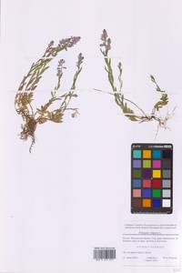 Polygala vulgaris L., Eastern Europe, Moscow region (E4a) (Russia)