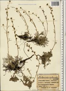Artemisia splendens Willd., Caucasus, Stavropol Krai, Karachay-Cherkessia & Kabardino-Balkaria (K1b) (Russia)