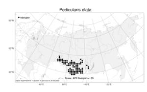 Pedicularis elata Willd., Atlas of the Russian Flora (FLORUS) (Russia)