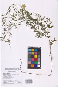 Lathyrus pratensis L., Eastern Europe, Central forest-and-steppe region (E6) (Russia)