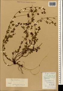 Lotus herbaceus (Vill.) Jauzein, Caucasus, Dagestan (K2) (Russia)