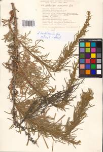 Artemisia trautvetteriana Besser, Eastern Europe, South Ukrainian region (E12) (Ukraine)