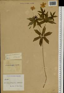 Anemonastrum dichotomum (L.) Mosyakin, Siberia, Central Siberia (S3) (Russia)