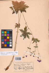 Geranium pseudosibiricum J. Mayer, Eastern Europe, Eastern region (E10) (Russia)