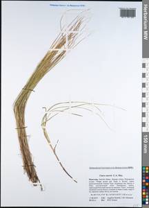 Carex enervis C.A.Mey., Mongolia (MONG) (Mongolia)