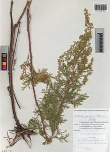 Artemisia gmelinii Weber ex Stechm., Siberia, Altai & Sayany Mountains (S2) (Russia)