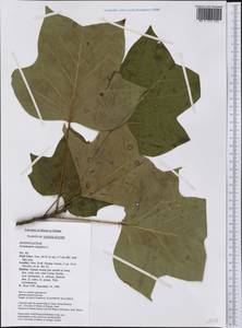 Liriodendron tulipifera L., America (AMER) (United States)