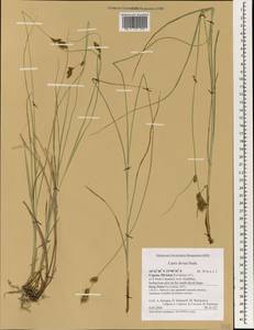 Carex divisa Huds., South Asia, South Asia (Asia outside ex-Soviet states and Mongolia) (ASIA) (Cyprus)