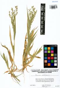 Panicum miliaceum L., Siberia, Baikal & Transbaikal region (S4) (Russia)