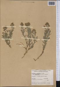 Comandra umbellata subsp. pallida (A. DC.) Piehl, America (AMER) (Canada)