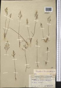 Catabrosella humilis (M.Bieb.) Tzvelev, Middle Asia, Caspian Ustyurt & Northern Aralia (M8) (Kazakhstan)