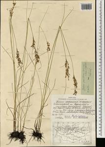 Juncus gracillimus (Buchenau) V.I.Krecz. & Gontsch., Mongolia (MONG) (Mongolia)
