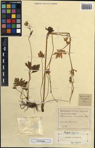 Ranunculus caucasicus M. Bieb., Unclassified