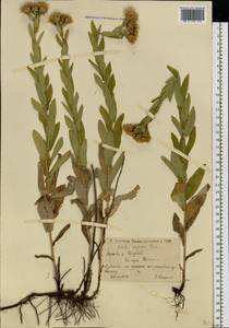 Pentanema salicinum subsp. asperum (Poir.) Mosyakin, Eastern Europe, Lower Volga region (E9) (Russia)