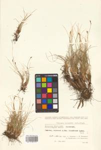 Carex myosuroides Vill., Siberia, Chukotka & Kamchatka (S7) (Russia)