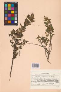 Chamaecytisus lindemannii (Krecz.) Klásk., Eastern Europe, North Ukrainian region (E11) (Ukraine)