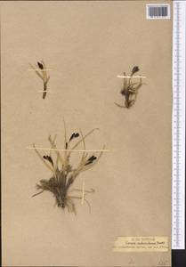 Carex orbicularis Boott, Middle Asia, Pamir & Pamiro-Alai (M2)