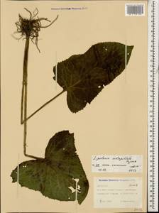 Ligularia subsagittata Pojark., Caucasus, Dagestan (K2) (Russia)