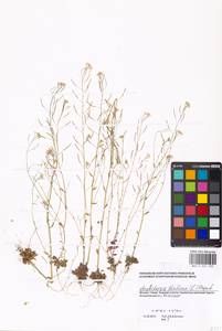 Arabidopsis thaliana (L.) Heynh., Eastern Europe, Moscow region (E4a) (Russia)