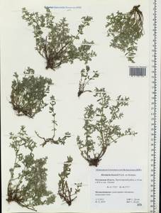 Herniaria incana Lam., Eastern Europe, Rostov Oblast (E12a) (Russia)