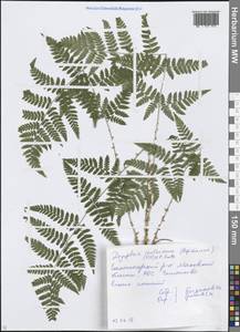 Dryopteris carthusiana (Vill.) H.P.Fuchs, Eastern Europe, Moscow region (E4a) (Russia)