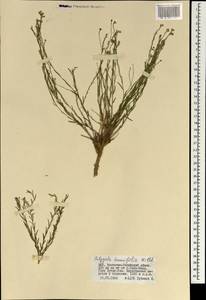 Polygala tenuifolia Willd., Mongolia (MONG) (Mongolia)