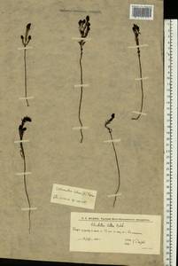 Odontites luteus (L.) Clairv., Eastern Europe, Lower Volga region (E9) (Russia)