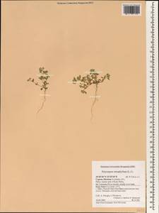 Polycarpon tetraphyllum, South Asia, South Asia (Asia outside ex-Soviet states and Mongolia) (ASIA) (Cyprus)