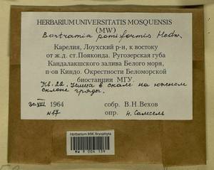 Bartramia pomiformis Hedw., Bryophytes, Bryophytes - Karelia, Leningrad & Murmansk Oblasts (B4) (Russia)